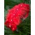 Red Feather Hair Band with Lace and Rhinestones