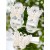 Baby girl barefoot sandals ivory pearls butterfly